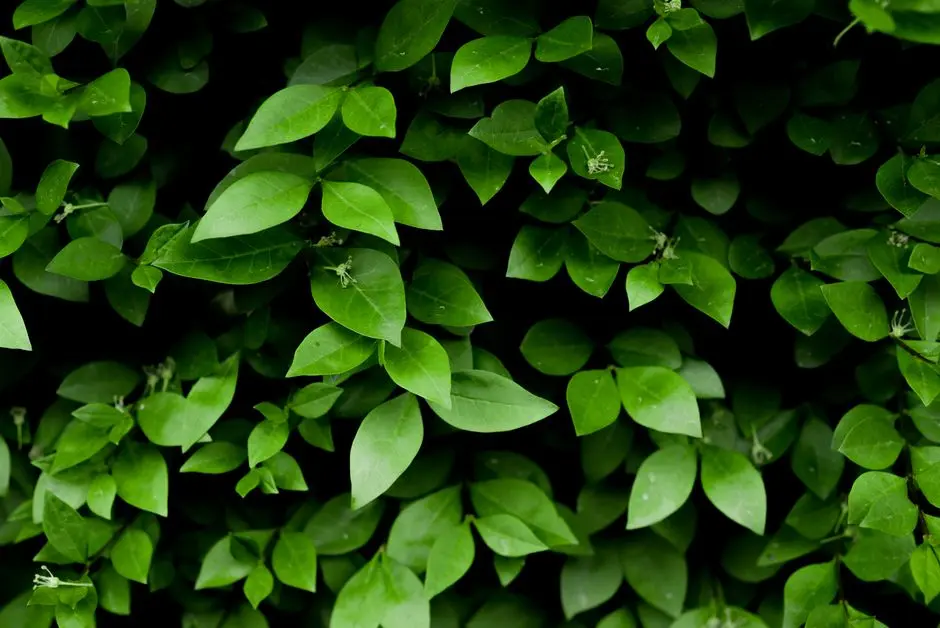 Greens & Outdoors at SMARTWORLD TRUMP TOWERS NOIDA, Sector 94, Noida