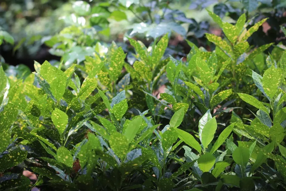 Greens & Outdoors at SMARTWORLD GIC LOFTS, Sector M9, Manesar, Gurgaon