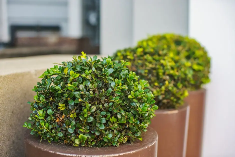 Greens & Outdoors at SMARTWORLD SECTOR 108, Gurgaon