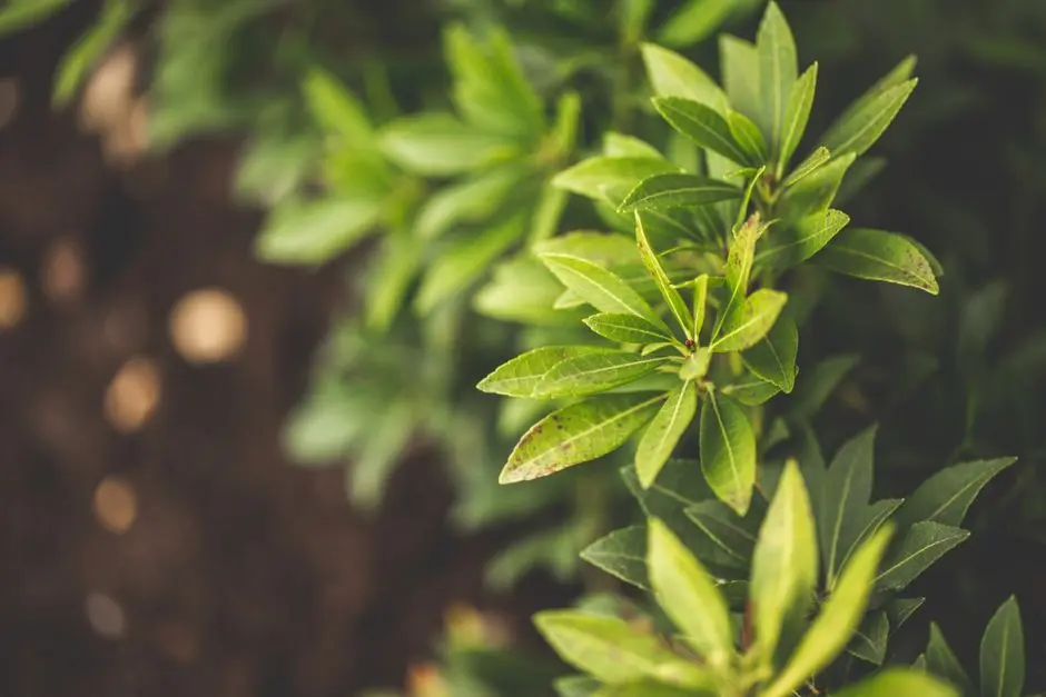 Greens & Outdoors at SMARTWORLD NATURE'S COURT, Gurgaon