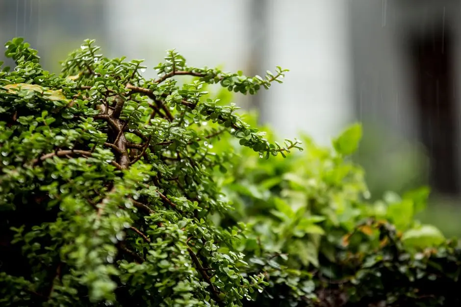 Greens & Outdoors at SMARTWORLD LUCKNOW, Lucknow