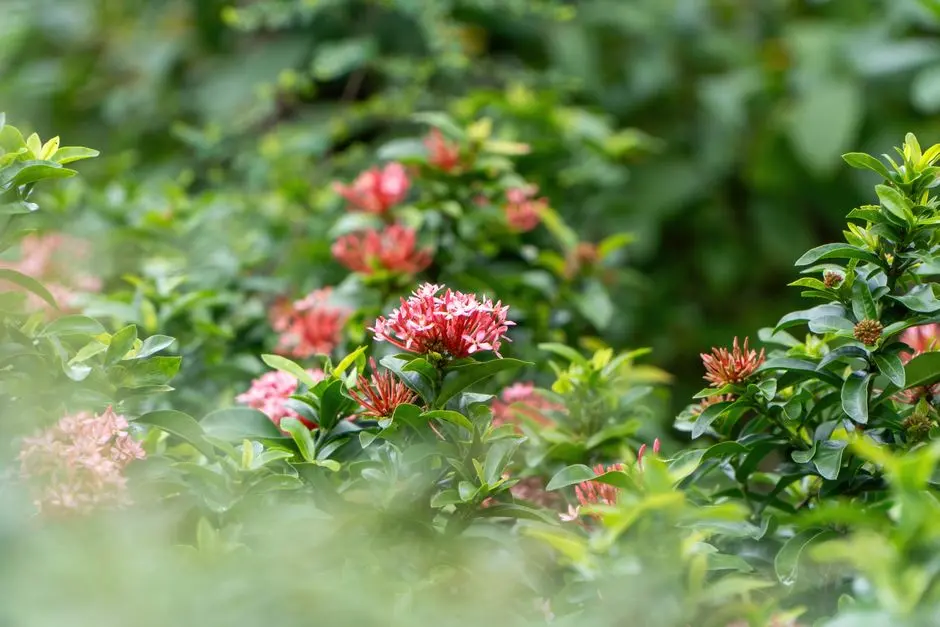 Greens & Outdoors at SMARTWORLD NATURE'S COURT AT GIC, Sector M9, Gurgaon