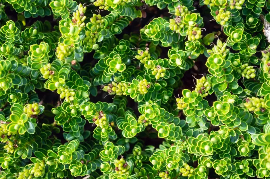 Greens & Outdoors at SMARTWORLD SECTOR 96 NOIDA, Noida